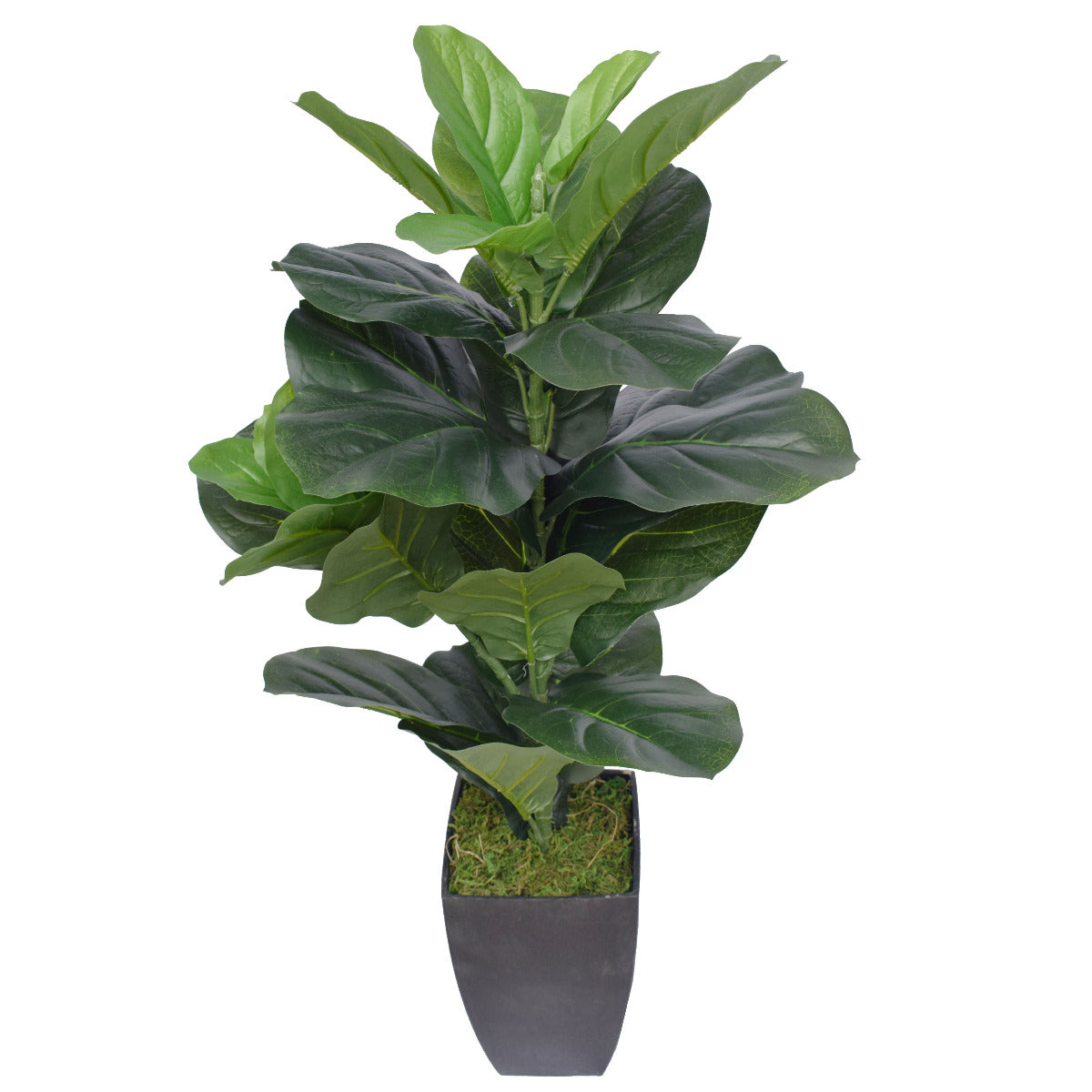 dense-fiddle-leaf-fig-tree-70cm