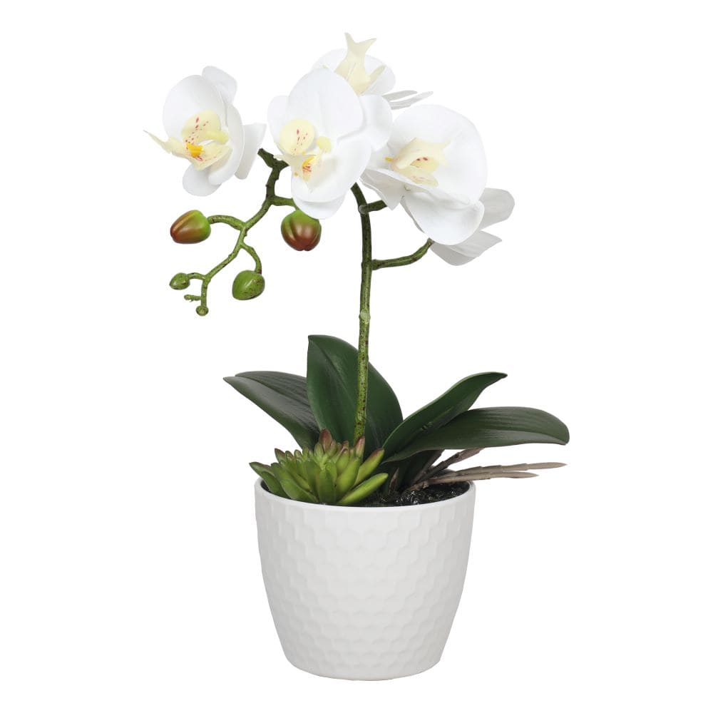 potted-single-stem-white-phalaenopsis-orchid-with-decorative-pot-35cm