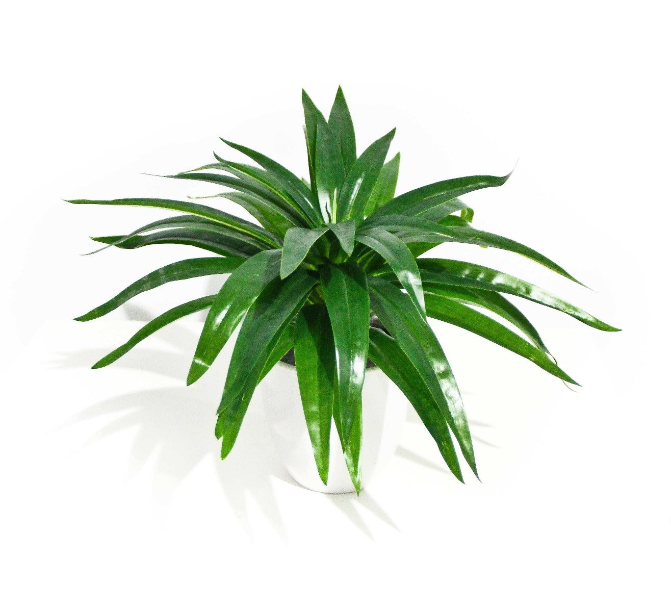 aloe-vera-stem-30cm