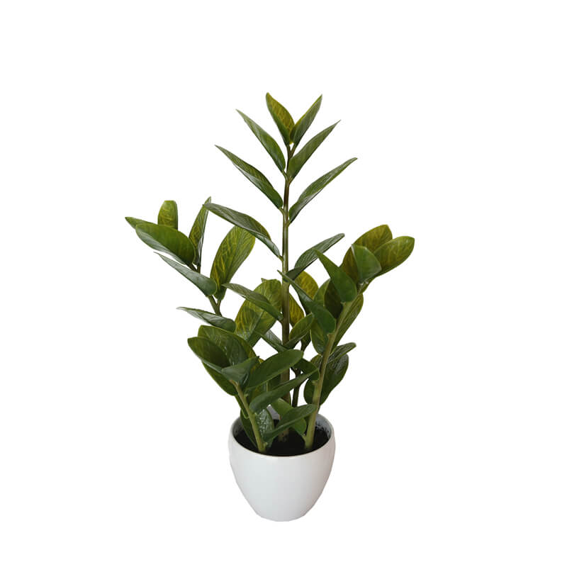 60cm-potted-zanzibar