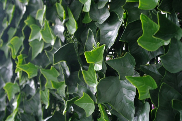 ivy-leaf-screens-panels-uv-stabilised-1m-x-1m