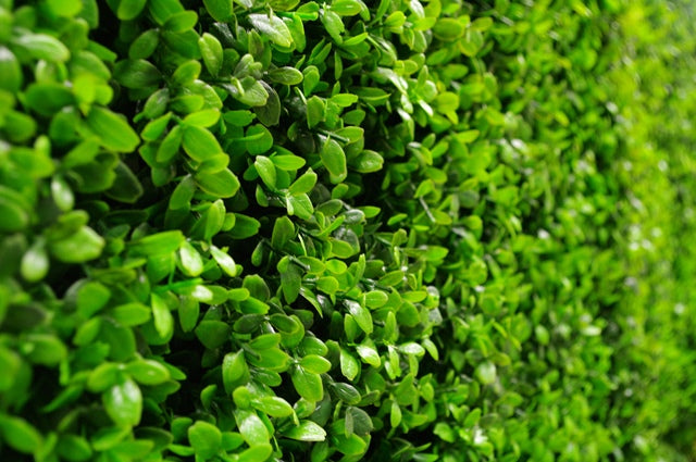 deluxe-buxus-panels-uv-stabilised-1m-x-1m