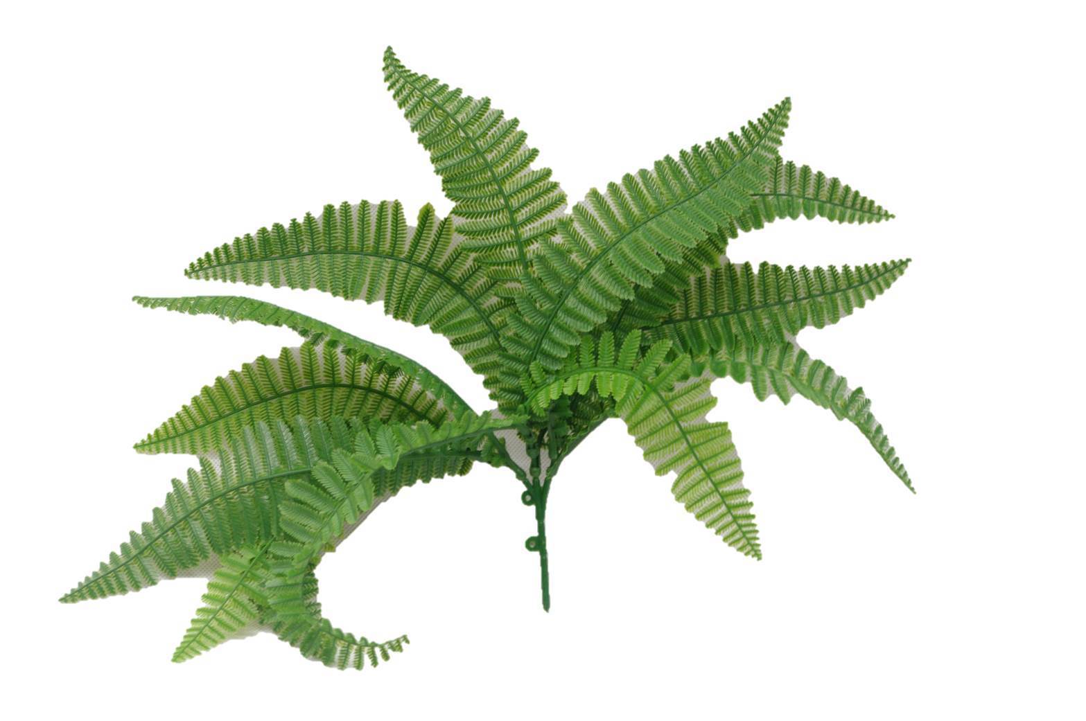 fern-stem-uv