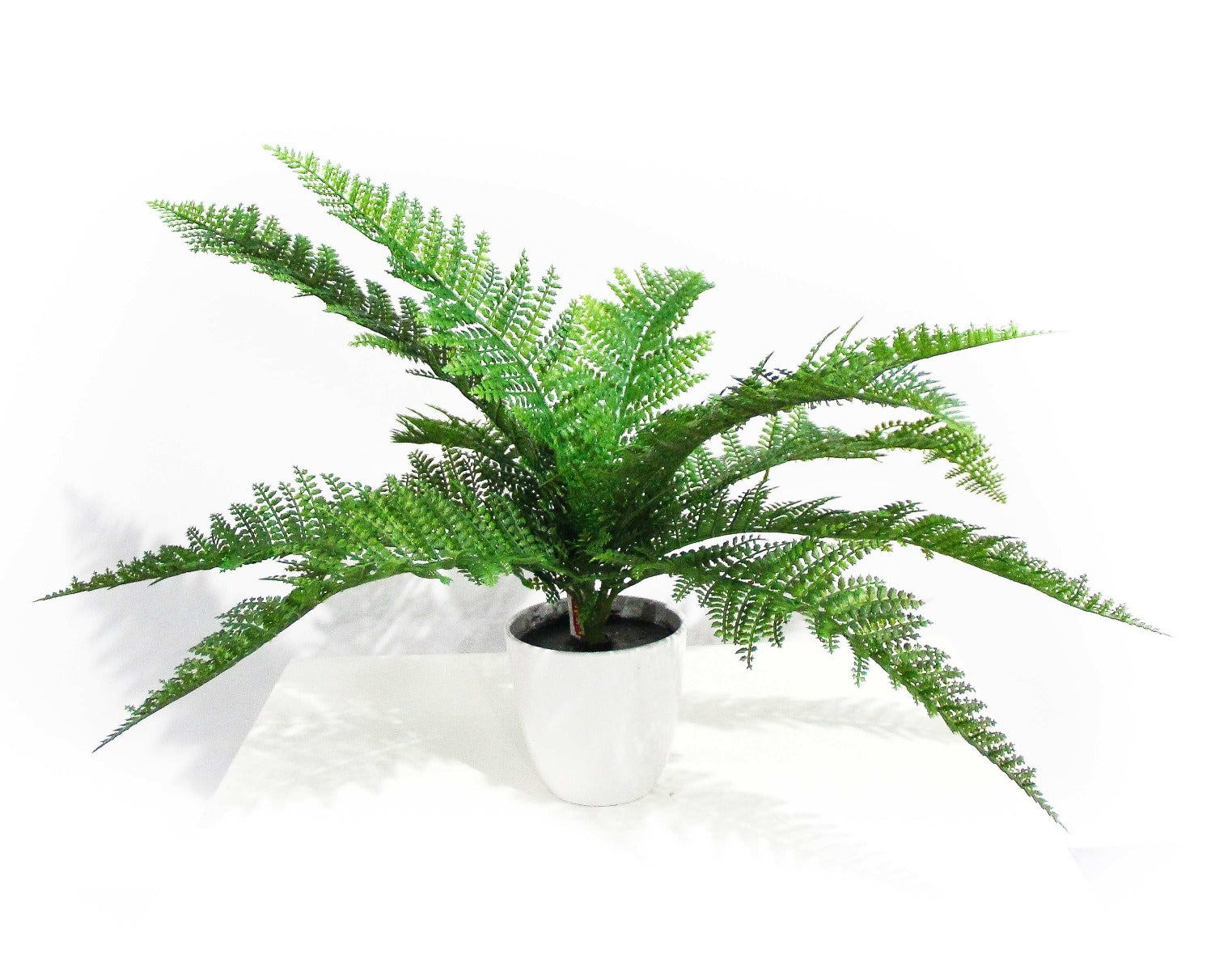 dense-fern-stem-45cm