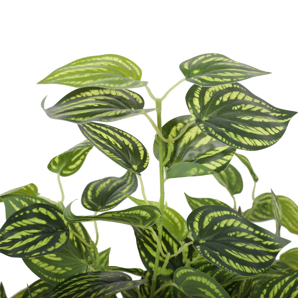 bright-mixed-philodendron-plant-70cm