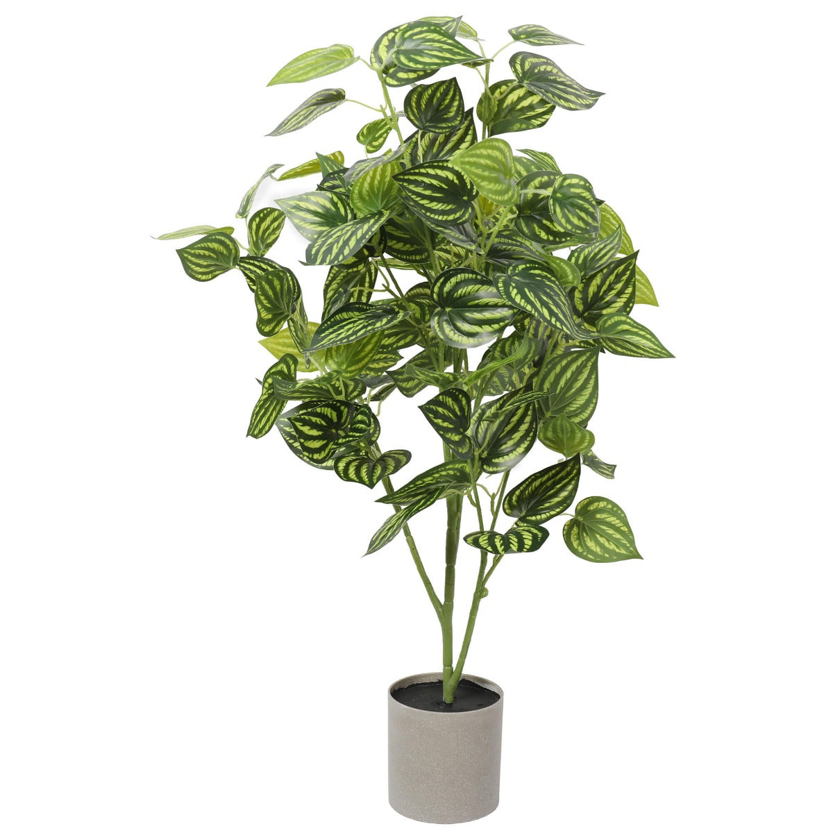 bright-mixed-philodendron-plant-70cm