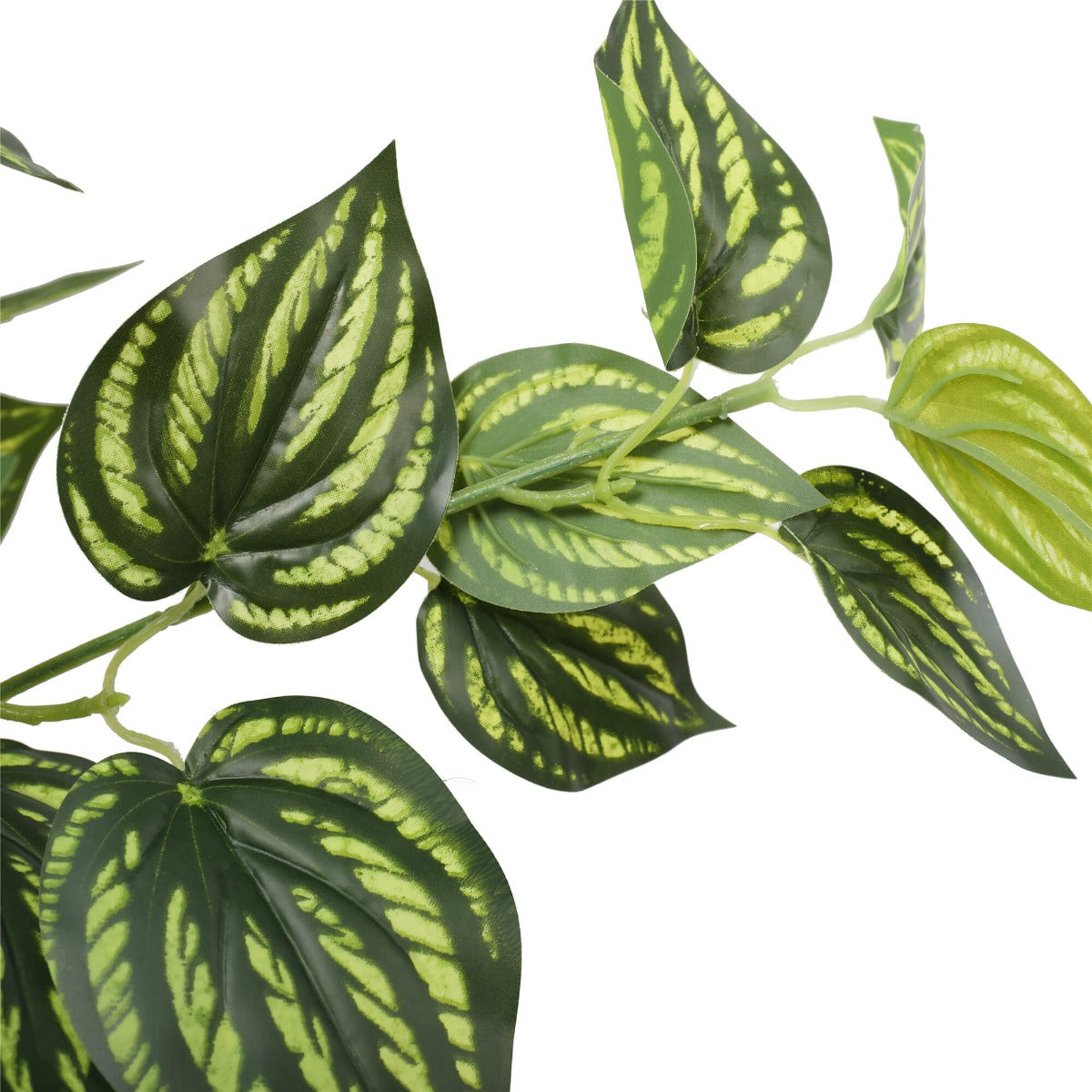 bright-mixed-philodendron-plant-70cm