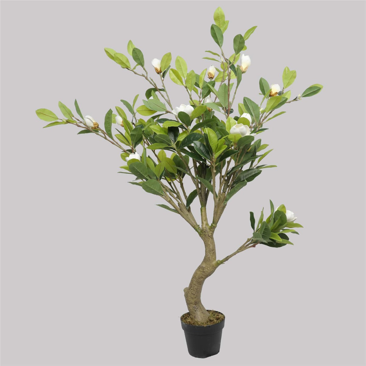 faux-white-flowering-magnolia-tree-with-pot-130cm