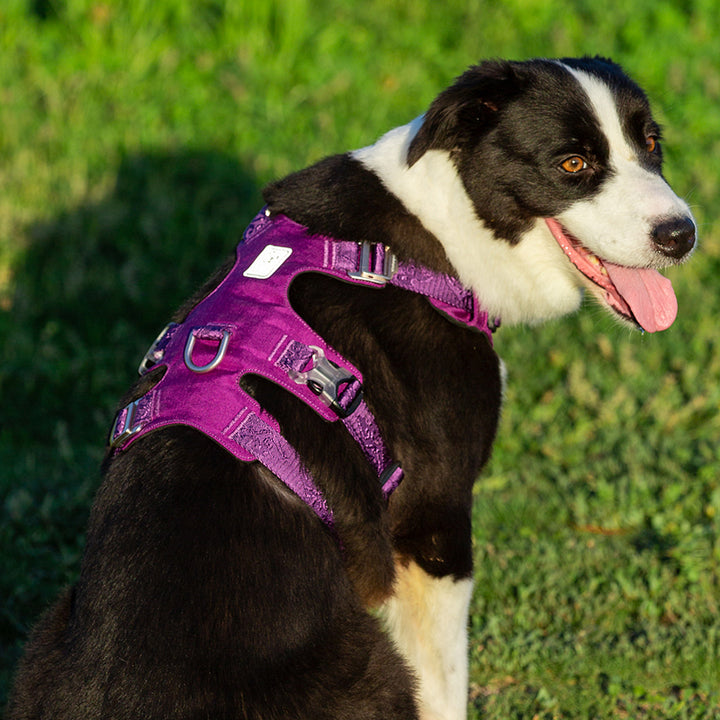 whinhyepet-harness-purple-l