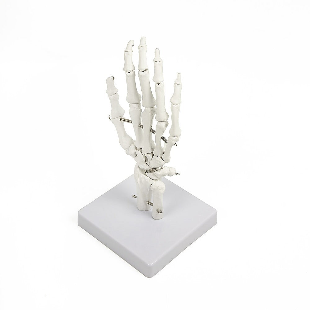 Hand Joint Anatomical Skeleton Model Human Anatomy Study Tool