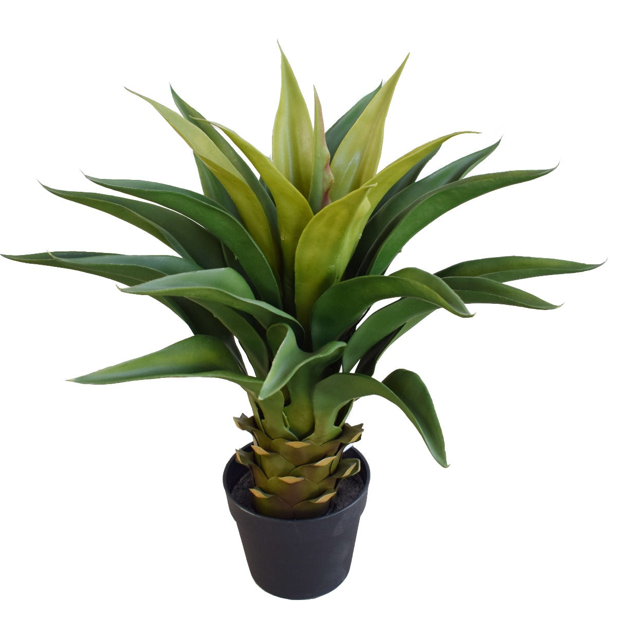 agave-60cm-plant