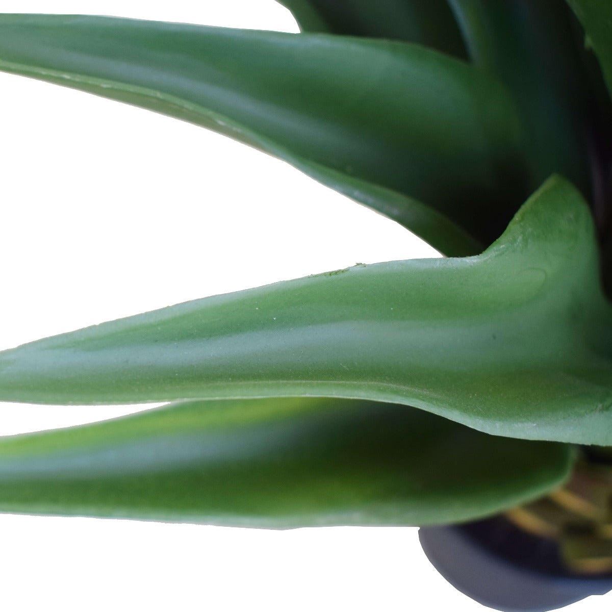 agave-60cm-plant