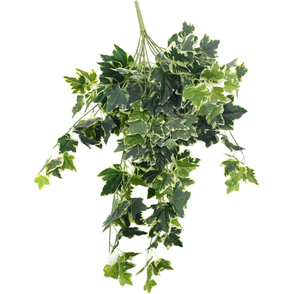 mixed-green-and-white-tipped-ivy-bush-100cm