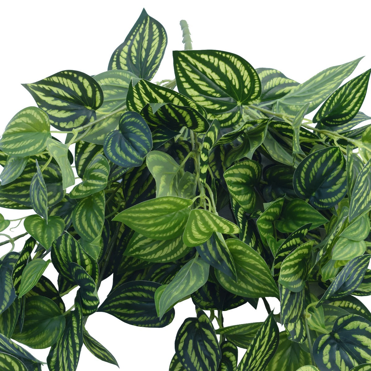 bright-mixed-philodendron-garland-bush-100cm