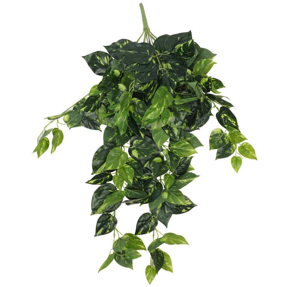 philodendron-hanging-bush-73cm