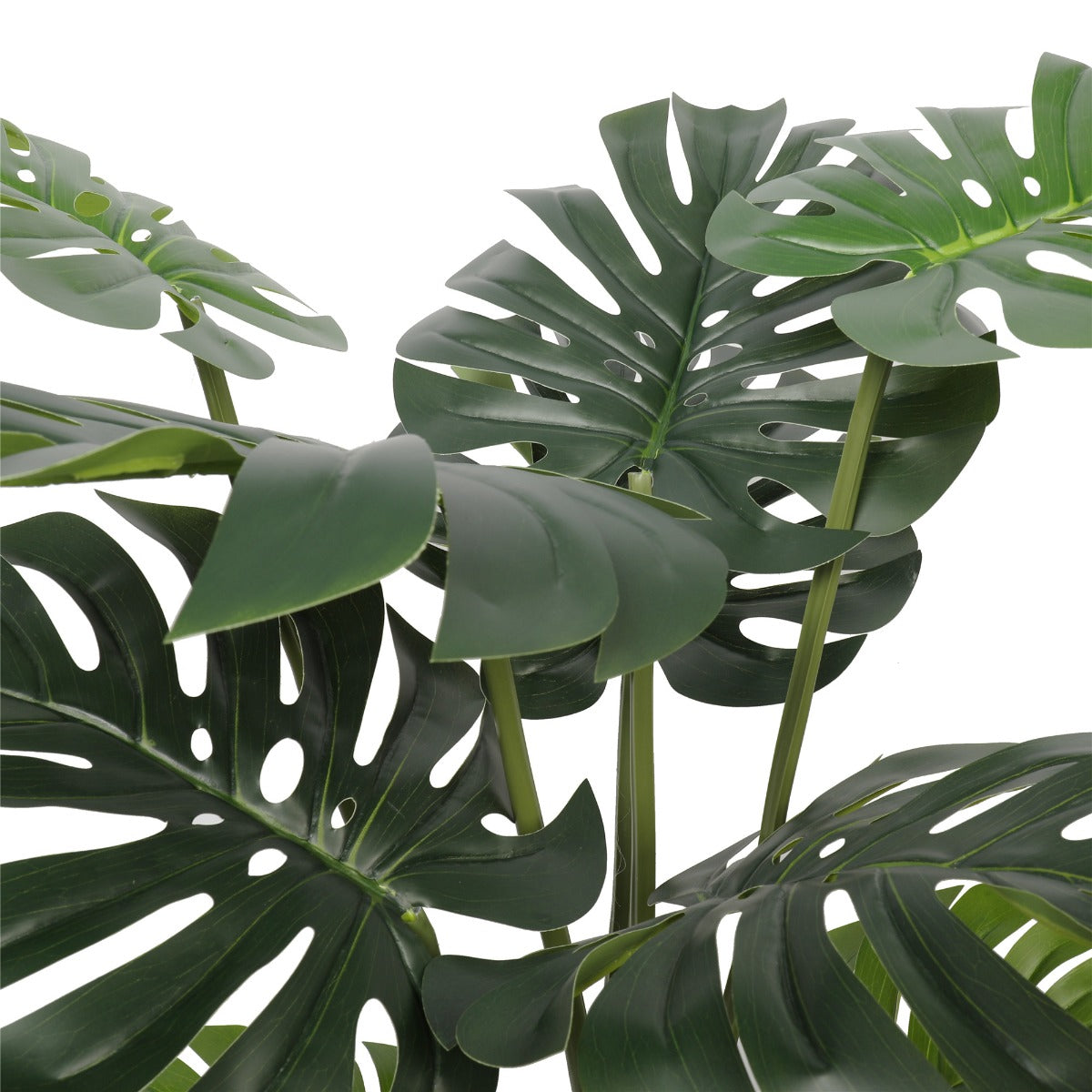 split-philodendron-split-leaf-120cm