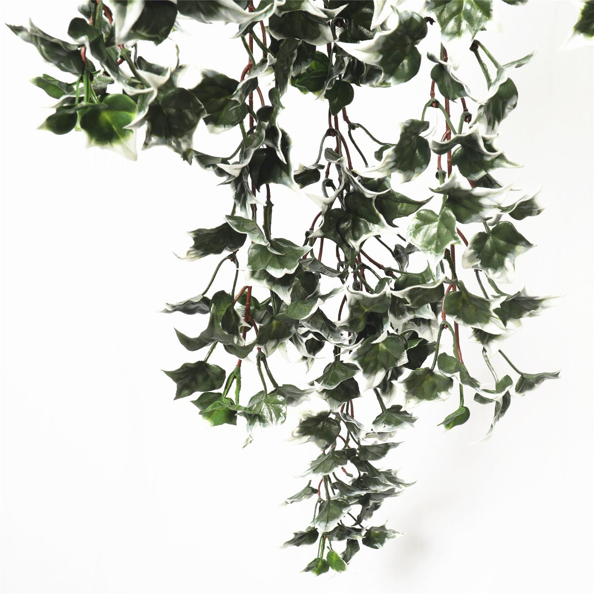 mixed-green-and-white-tipped-ivy-bush-80cm-uv-resistant