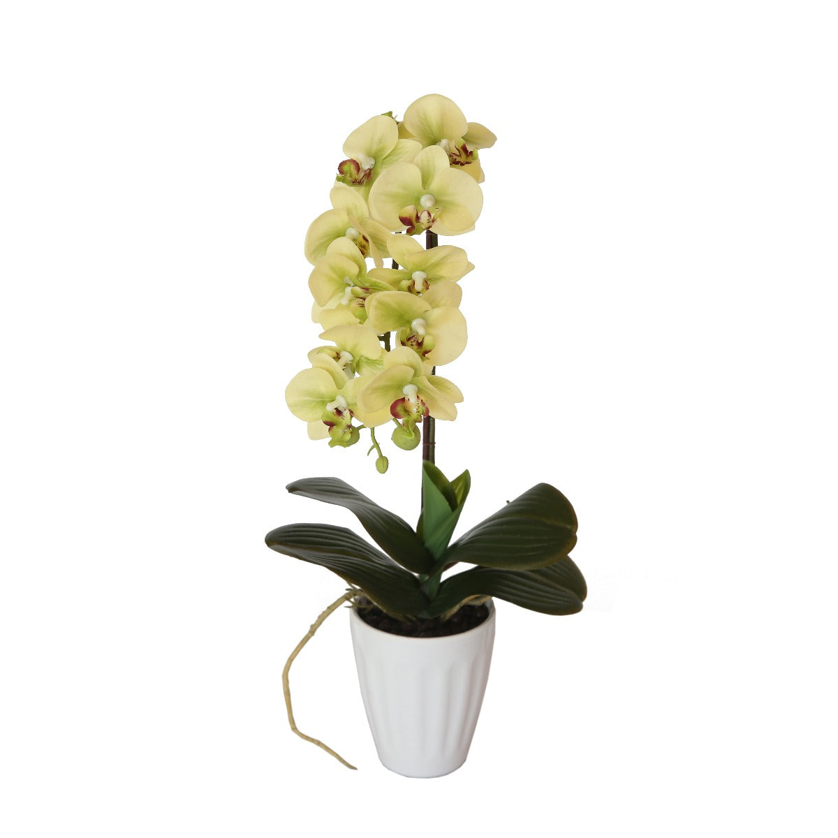 40cm-butterfly-orchid-cream