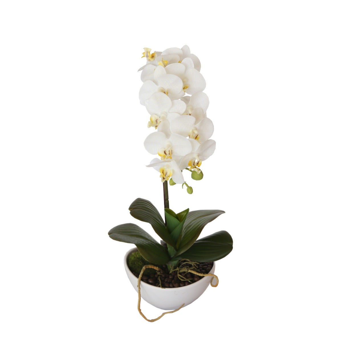 46cm-butterfly-orchid-white