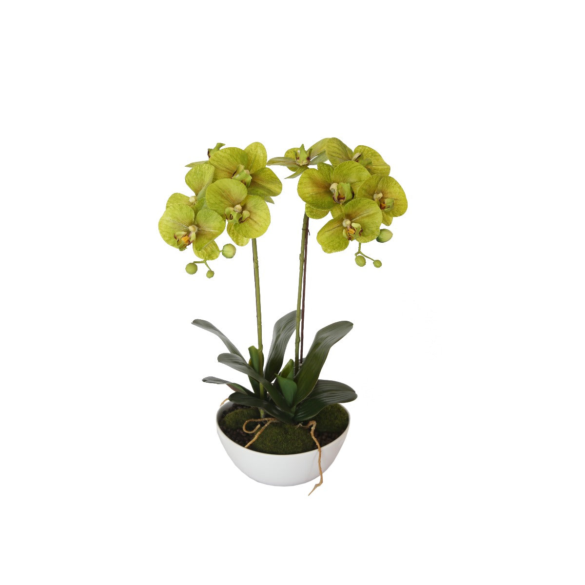 50cm-dual-butterfly-orchid-cream