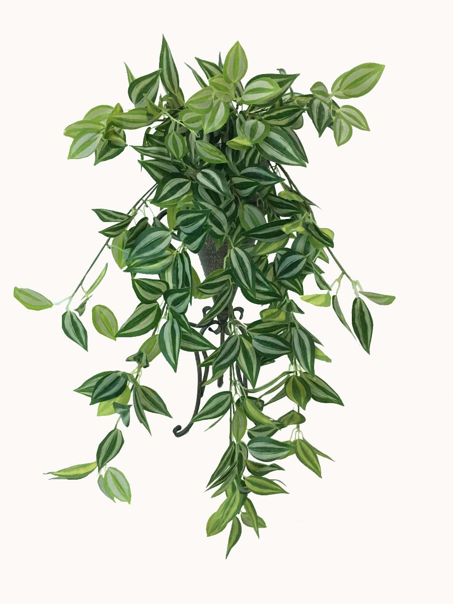 mixed-white-and-green-hanging-philodendron-bush-80cm